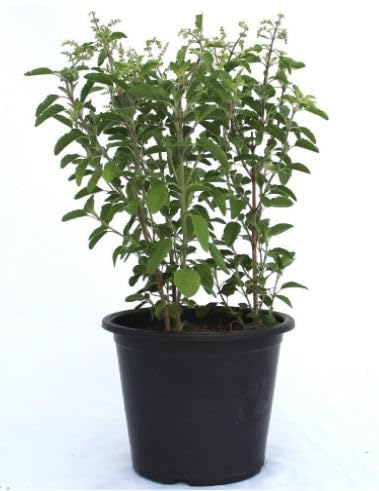 Image of MSK EVER GREEN Live Rama (Hari) Tulsi Medicinal Plant Holy Basil Plant With Black Plastic Pot