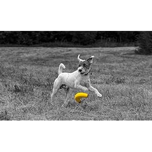 Latex Banana Soft Chew Dog Toy Large  Cucciolini Doodles Latex banana soft chew dog toy large   cucciolini doodles