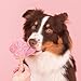 Smoofl Hundeeis, Premium Hundesnacks: EIS Fuer Hunde als Snack und zur Abkuehlung im Sommer und als gesunde Hundeleckerli mit erfrischender Wirkung, Hundeeis Sorte Wassermelone