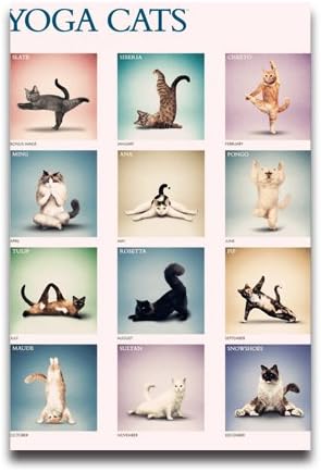 Yoga Cat Pattern All Kinds Of Yoga Poses Poster Yoga Pose Wallpaper