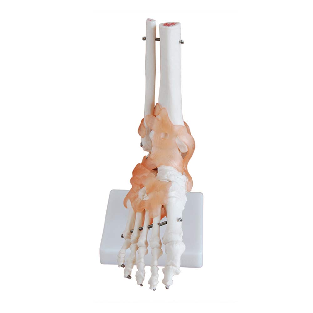 Sjdopulse A Foot Bone Model - Lifesize Foot Nkle Bone Joint With Ligament Model - Educational Model Human Skeleton Feet Skeleton Bone Model For Study Display Teaching (A)