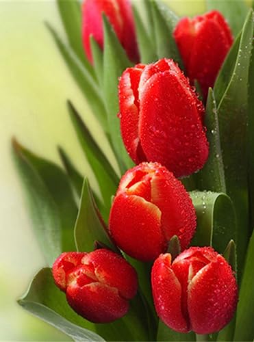 ECUCU Kits De Punto De Cruz Contado Kit de bordado de punto de cruz de lienzo con estampado floral de tulipán rojo, 40 * 50cm Que Incluye Hilos De Color Dibujo De Aguja De Paño De Algodón