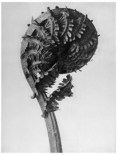 Toile Karl Blossfeldt 60x90cm : rompez la monotonie de votre chambre à coucher