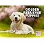 Golden Retriever Puppy