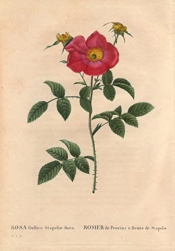 Toile moderne Rose de Provin Pierre Redouté : transformez l'ambiance de votre salon
