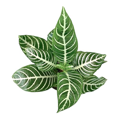 Snow White Zebra Plant Aphelandra