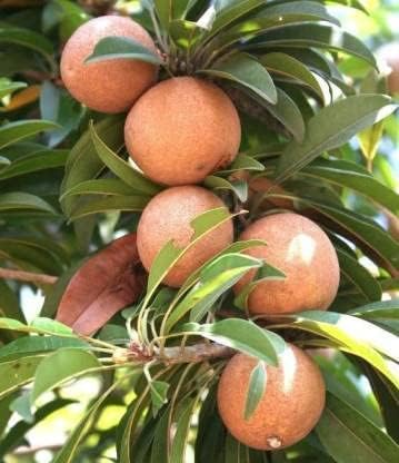 Image of G- All-Time 12 Months Hybrid (GRAFTED) Live Chiku Fruit Plant Original & Authentic Organic Tree for Outdoor Fast-Growing Fruit Plant Home Gardens Sweet Healthy Plant Pack Of-1