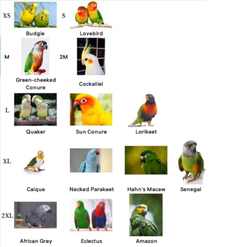 Image of Bird Flight Harness Vest, Parrot Suit with Leash for Cockatiels Conures Budgies Lovebirds African Grey, Flying Clothes Rope and Handle Outdoor Activities Training (Medium)