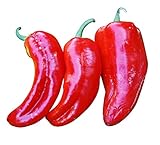 Samenchilishop (Immer nur einmal Versand)