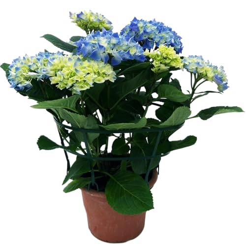 Hortensia Azul Natural Planta Perfumada y Decorativa para el Jardín