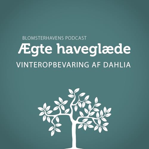 Vinteropbevaring af Dahlia