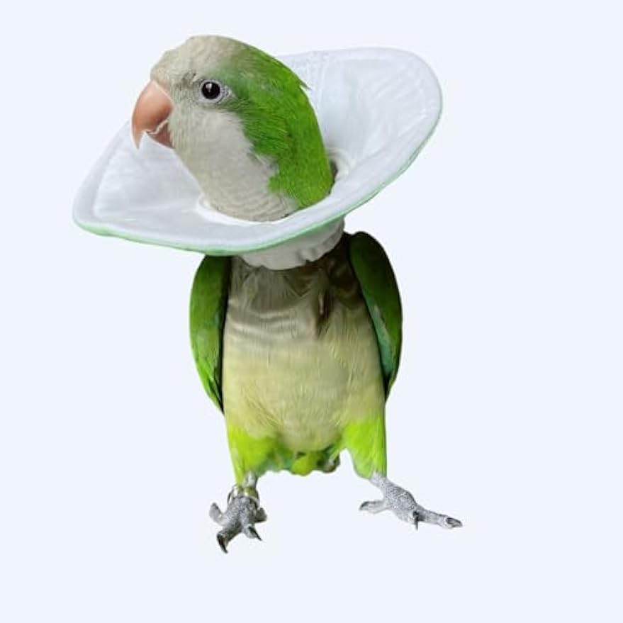 FORZENA Bird Cone Collar Parrot Anti-bite Elizabethan Collars Protective Anti-Grab Feather Wound Healing Recovery Cones for Lovebird Cockatiel Budgerigar Parakee (L)