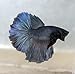 Halfmoon Betta - Male - Live Aquarium Tropical Fish