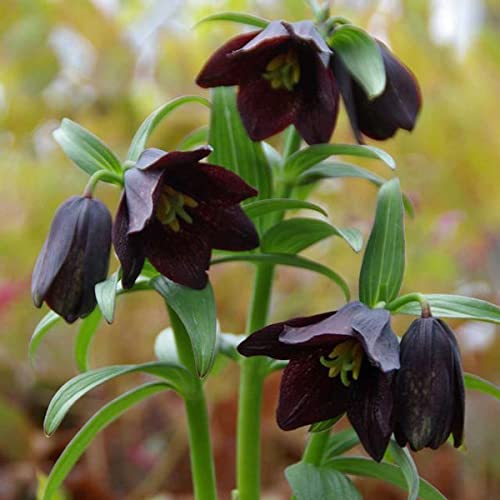 クロユリ（黒百合）1球植え3号ポット 2個セット[黒ゆり]のサムネイル