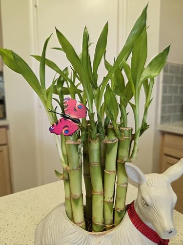 10 Lucky Bamboo Plants 6 Inches, Feng Shui, Indoor Plant,