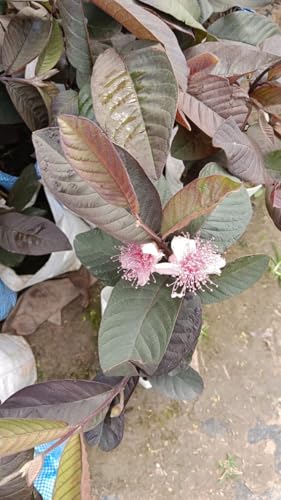 Image of LEAF JIBON, Rare Very Sweet And Orginal Vrerity Black Diamond Guava /Amrud Fruit Live Plant (Pack Of-1) Healthy 1.5 /2 Feet Height Guava Plant inchFruiting 1Year inch