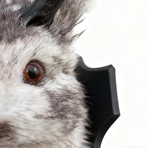 Têtes d'animaux mur d'intérieur : solution déco pour habiller un mur vide - 7