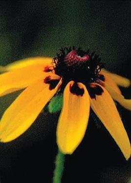 Equinácea de cierre (Rudbeckia amplexicaulis), paquete de semillas, verdadera semilla nativa