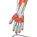 Axis Scientific Muscular Arm Anatomy Model, 8-Part Numbered Life-Size Arm Model Shows Muscles of The Shoulder, Arm, and Hand, Includes Stand, Detailed User Manual