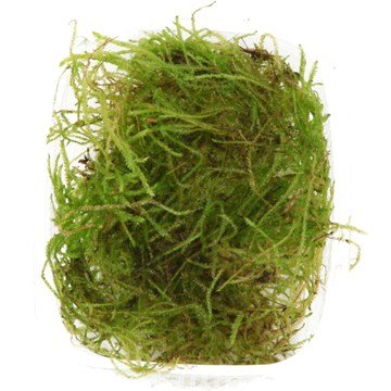 Java Moss Vesicularia Dubyana 1 Mazzo Piante Vive Acquario