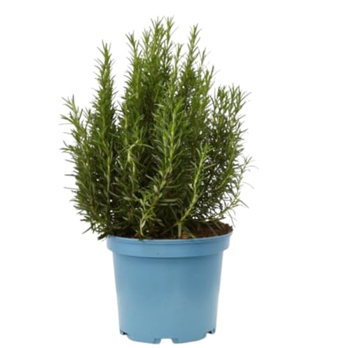 Verdecora Romero alto (Maceta 15 cm Ø) - Planta viva - Planta aromatica