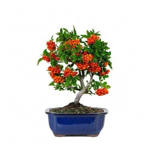 Bonsái Natural de Pyracanta con Maceta de Cerámica Ornamental Espino de Fuego