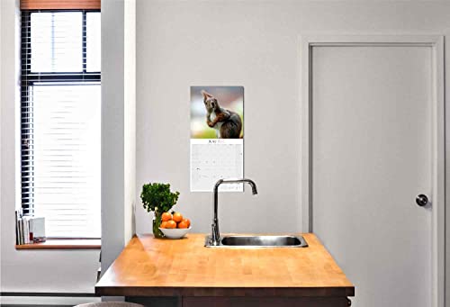 2022 2023 Squirrels Calendar - Cute Wildlife Monthly Wall Calendar - 12 X 24 Open - Thick No-Bleed Paper - Giftable - Academic Teacher's Planner Calendar Organizing & Planning - Made In Usa #TOP5