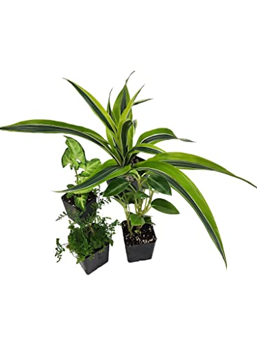 Josh's Frogs 18x18x25 Crested Gecko Vivarium Plant Kit