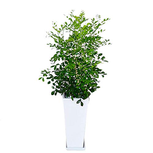 Amazon｜フラワーコーポレーション シルクジャスミン(ゲッキツ) 観葉