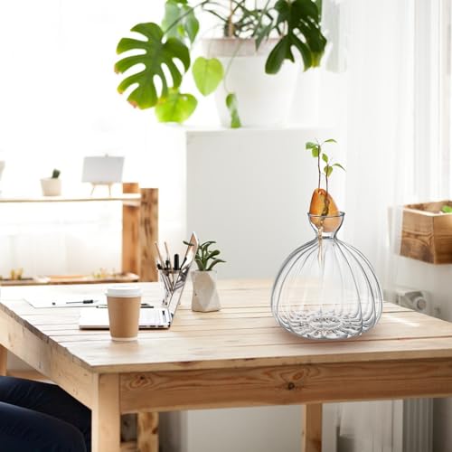 Kit de germination d'avocat en verre, le cadeau éco-responsable idéal - 4
