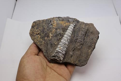 Image of Natural Orthoceras Fossil from Devonian Period Fossil from Morocco A309