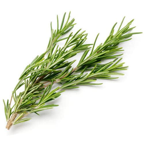 See full amazon price history chart for Rosemary Herbs Seeds F1 Hybrid Herbs Seeds For Home Gardening (Pack of 10 Seeds) & Planting Rosemary Herbs Seeds F1 Hybrid Herbs Seeds For Home Gardening (Pack of 10 Seeds) & Planting (B0BHSXHT8X) Amazon Price History, Amazon Price Tracker
