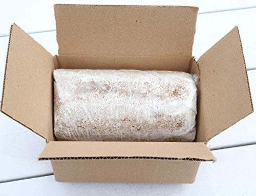 Oyster Mushroom Growing Kit Log Organic Non-GMO 3 lbs Log by Dave Mushroom Farm - Grow Your own Delicious Organic Oyster Mushrooms at Home. Edible and Gourmet Mushroom. Gift