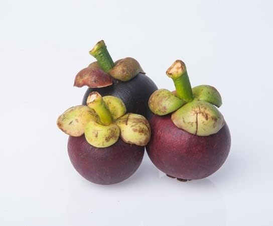 Mangostan Fruta Marca phomobida