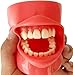 Imagen de Modelo De Implante Dental