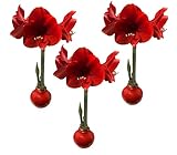 Waxed Amaryllis Bulb Holiday 3 Pack-Three Red Waxed Red Lion Amaryllis Bulbs 28/ 30cm-Perfect Holiday Gift Bundle!