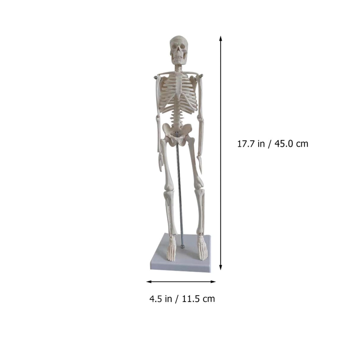 45cm Menschliches Skelettmodell aus Pvc, Weißes Lehrmodell