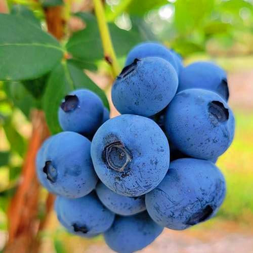 Mixrug 200pcs Blueberry Seeds for Planting, Non-GMO Heirloom Perennial Nutrient-Dense Berries Fruits Seeds, Home Garden Plants for Pots or Raised Beds