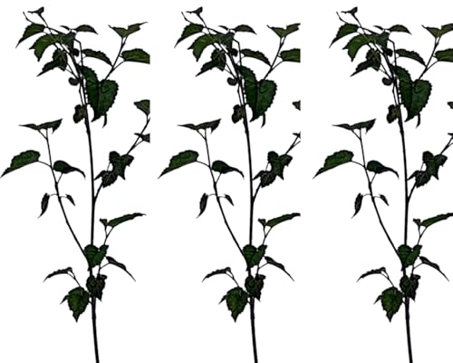 3 Plantas natural Morus Nigra. Morera Negra 20-30 cm. En cepellón listo para plantar. Produce moras dulces y nutritivas, atrae aves, mejora el suelo y ofrece sombra en jardines.