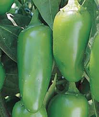 PEPE, EARLY JALAPENO CHILLE, HEIRLOOM, ORGANICI 25 + SEMI, PICCANTE GRANDE FRESCO:Seeds
