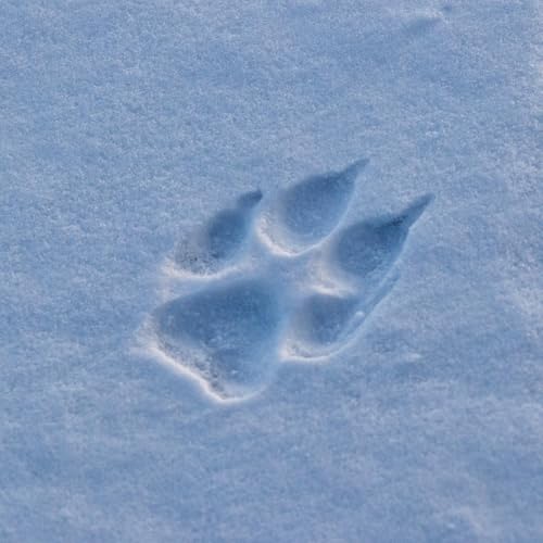 Die Kunst, Unsichtbares zu sehen - Versuch &uuml;ber das Spurenlesen