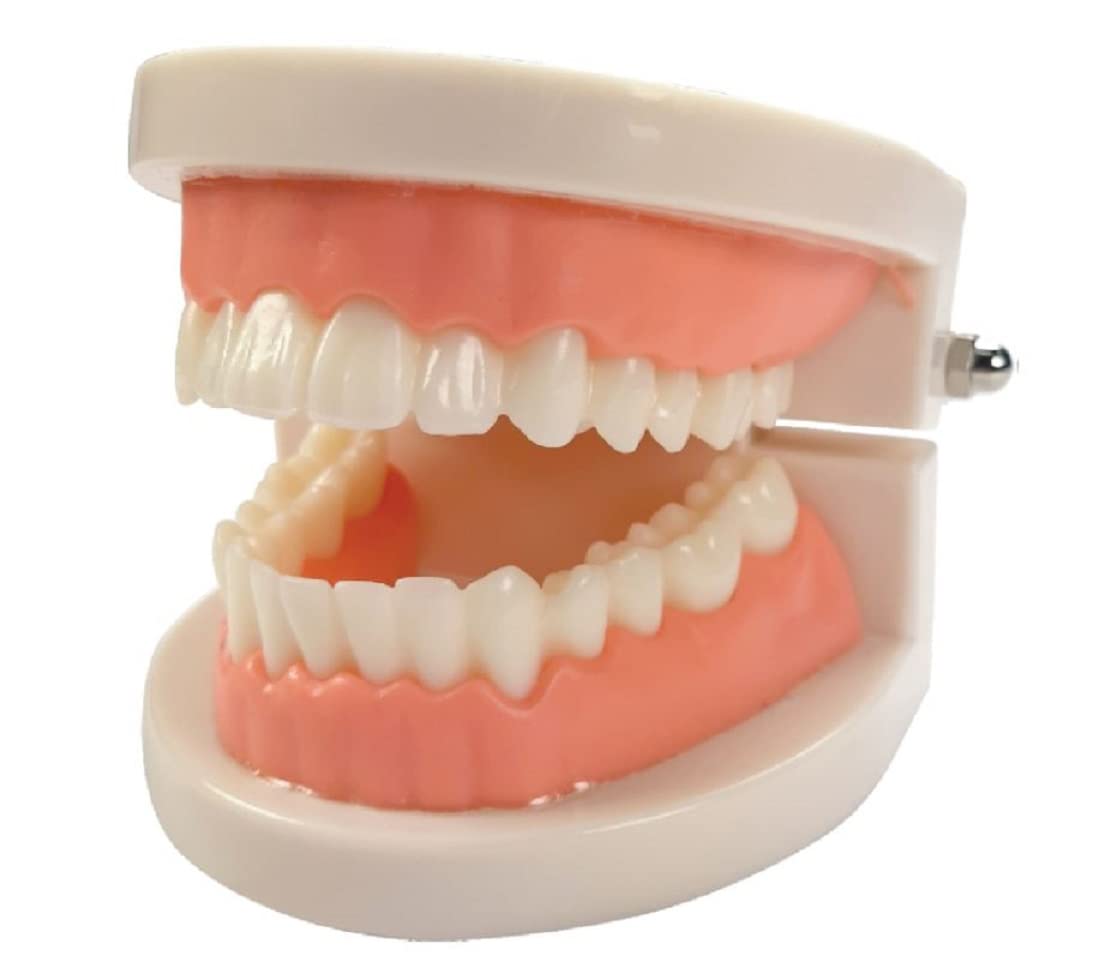 ZX | Dental Model Life Size | Anatomical Model (B0BHWZMLF6) Amazon Price History, Amazon Price Tracker