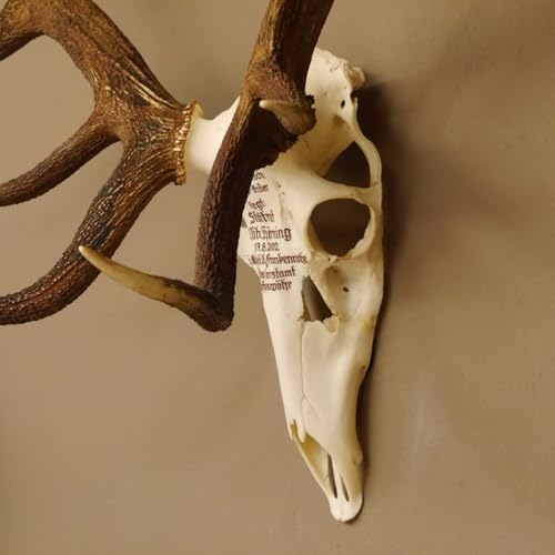 GTK - Geweihe & Trophäen KRUMHOLZ Rothirschgeweih ung. 14 Ender Hirsch Grafenwöhr Höhe 103 cm Stangen Hirschgeweih Geweih