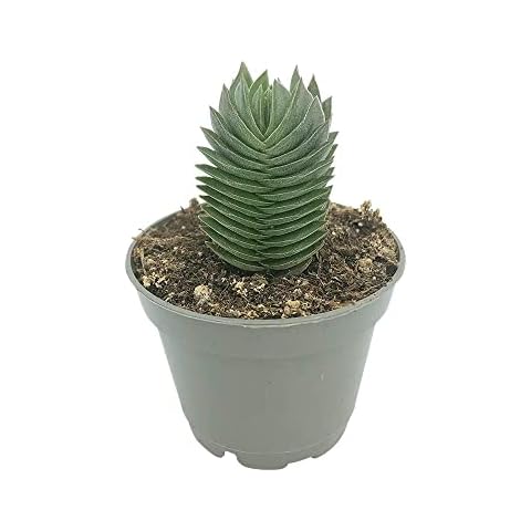 Live Crassula Buddha’s Temple in 6cm Pot Rare Succulent House Plant (6cm Pot) Cover
