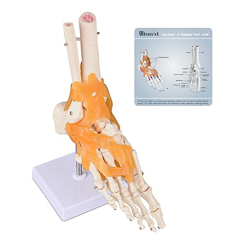 Ultrassist UL0064 Human Foot Joint Model cover