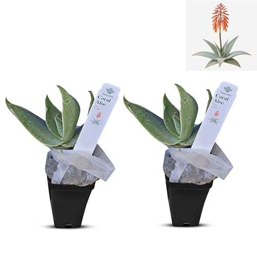 Coral Aloe Plants (Aloe striata) - Live Succulent with Striking Pink Edges and Smooth Flat Leaves for Indoor/Outdoor Gardening (2 Coral Aloe Cups)