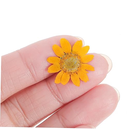 96 Flores Margaritas Secas Prensadas para Manualidades miniatura 6