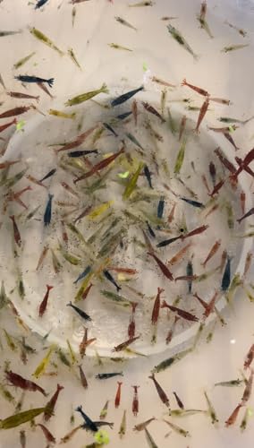 10 x Skittle Shrimp Shade of Cherry Red Blue Velvet/Dream & Yellow Fire Live Shrimp Neocaridina Freshwater Aquarium