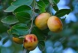 chinesischer baum große blätter  Chinesische Jujube Ziziphus jujuba Pflanze 5-10cm Chinesische Dattel Rarität