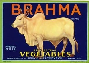 Magnet McAllen Pride of Texas Brahma Bull Vegetable Crate Magnet Art Print